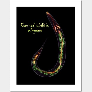 Caenorhabditis elegans Posters and Art